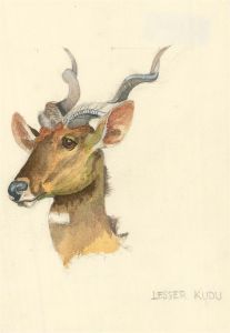 20th Century Watercolour - Lesser Kudu
