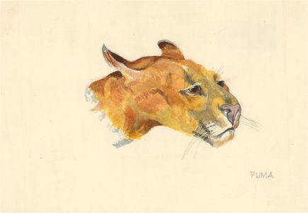 20th Century Watercolour - Puma