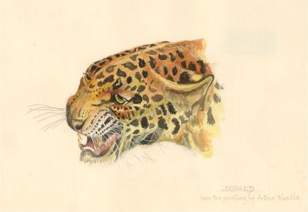 After Arthur Wardle (1860-1949) - 20th Century Watercolour, Leopard
