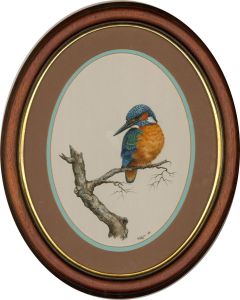 F.J.C. Wilde - 20th Century Watercolour, The Handsome Kingfisher