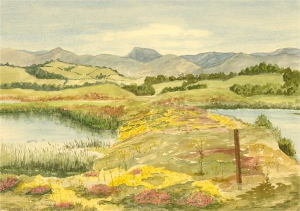 Gwyneth Willitt - Contemporary Watercolour, Conwy Nature Reserve