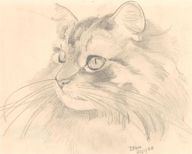 D. Isa - 1988 Graphite Drawing, Fluffy Cat