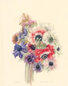 Jane Wormell (b.1960) - 1983 Watercolour, Anemones