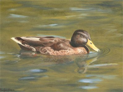 Ray Greenfield - Contemporary Oil, Just a Duck