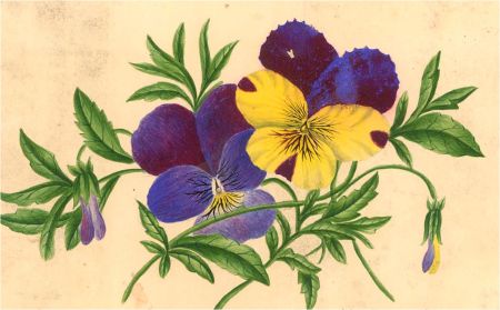 Hugh Thompson - Mid 19th Century Watercolour, Wildflowers And Poem