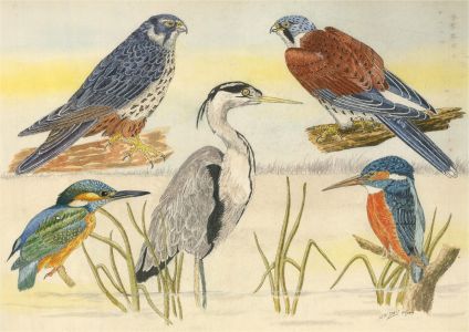 N.K. Day - 2004 Watercolour, Study of Birds