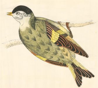 N.K. Day - After P.L. Day 20th Century Pen and Ink Drawing, Bird on Tree Branch