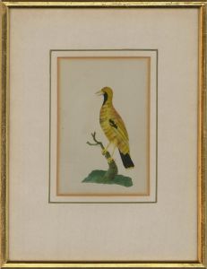 Mary Ann Hawson Philpot - Early 19th Century Watercolour, Exotic Yellow Bird