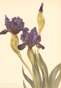 Early 20th Century Lithograph - Iris Hybrid
