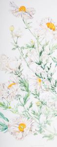Sylvia E. Churchward-Wade - Contemporary Watercolour, California Poppies