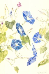 Sylvia E. Churchward-Wade - Contemporary Watercolour, Blue Trumpet Flowers