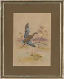 1923 Watercolour - Flying Duck