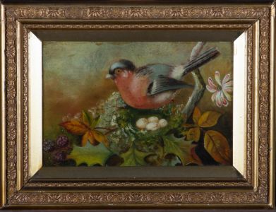 Early 20th Century Oil - Finch With Eggs
