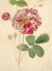 Early 20th Century Watercolour - White and Pink Flower Study