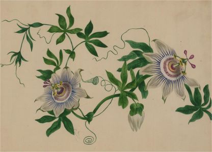 Mid 19th Century Watercolour - Passion Flower