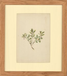 Late 19th Century Watercolour - Botanical Study of Dainty Flowers