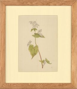 Late 19th Century Watercolour - Study of White Dainty Flowers