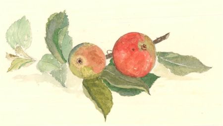 Sylvia Grottick - 20th Century Watercolour, Apples