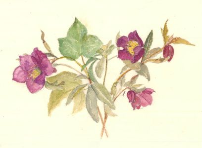 Sylvia Grottick - 20th Century Watercolour, Purple Flowers