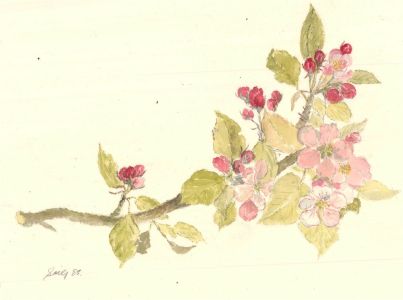 Sylvia Grottick - 1985 Watercolour, Pink Blossom