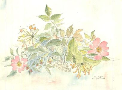 Sylvia Grottick - 1986 Watercolour, The Hedgerow