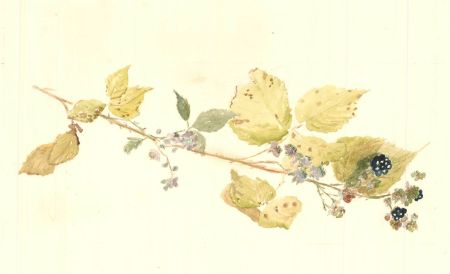 Sylvia Grottick - 20th Century Watercolour, Blackberries