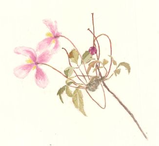 Sylvia Grottick - 20th Century Watercolour, Pink Petals