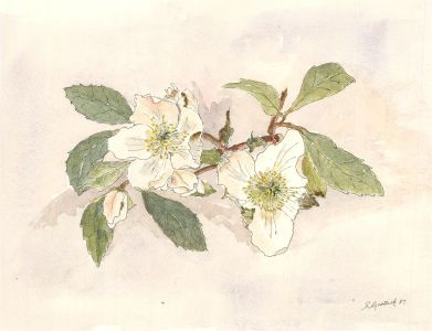 Sylvia Grottick - 1987 Watercolour, White Flowers