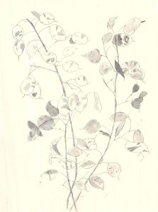 Sylvia Grottick - 20th Century Pen and Ink Drawing, Lunaria Annua