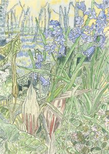 20th Century Watercolour - Sorrel, Wild Arum, Bluebell