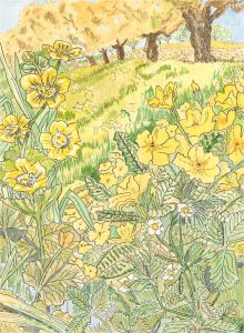 20th Century Watercolour - Marsh Marigold, Primrose