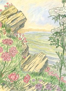 20th Century Watercolour - Thrift, Wild Thyme, Carrot