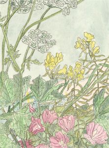 20th Century Watercolour - Toadflax, Parsley, Mallow