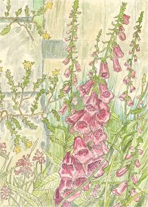 20th Century Watercolour - Foxglove, Stonecrop, Betony