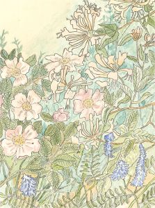20th Century Watercolour - Honeysuckle, Rose, Vetch