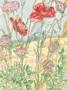 20th Century Watercolour - Poppy, Field Scabious, Clover