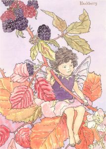 After Cicely M. Barker - Three 20th Century Watercolours, Bryony, Blackberry