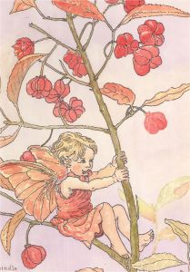 After Cicely M. Barker - Four 20th Century Watercolours, Yew, Cherry, Spindle