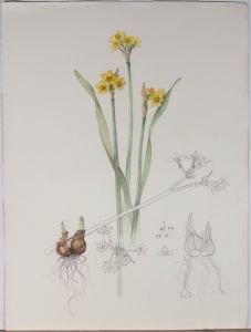 Vicky Cox (1943-1999) - Signed 20th Century Watercolour, Study of Daffodils