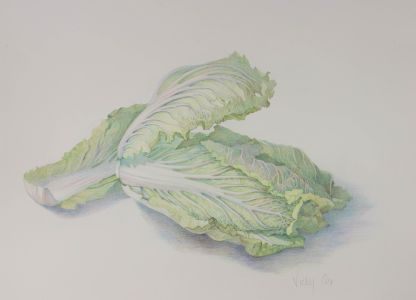 Vicky Cox (1943-1999) - Signed 20th Century Watercolour, Study of Lettuce