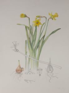 Vicky Cox (1943-1999) - Signed 20th Century Watercolour, Study of Daffodils