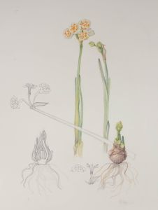 Vicky Cox (1943-1999) - Signed 20th Century Watercolour, Study of Flowers