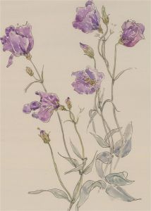 Jill Dickin - 1999 Watercolour, Lisianthus