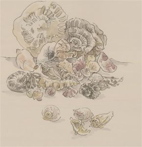 Jill Dickin - 1999 Watercolour, Seashells