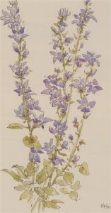 Jill Dickin - 2001 Watercolour, Canterbury Bell