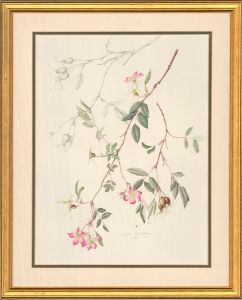 Mollie Foster (1934-2021) - Contemporary Watercolour, Wild Roses