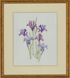 Mollie Foster (1934-2021) - Contemporary Watercolour, Irises Study