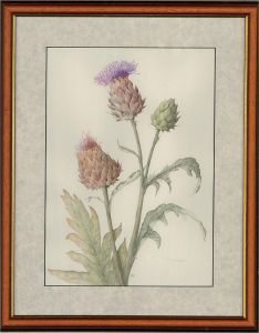 Mollie Foster (1934-2021) - Contemporary Watercolour, Cardoon Thistle