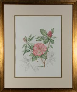 Mollie Foster (1934-2021) - Signed Watercolour, Botanical study of Rhododendrons