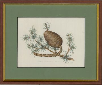 Mollie Foster (1934-2021) - Contemporary Watercolour, Pine Cone Study
